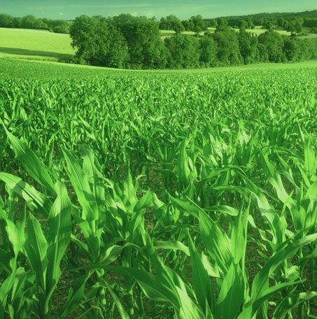 Végétal